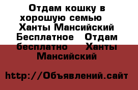 Отдам кошку в хорошую семью. - Ханты-Мансийский Бесплатное » Отдам бесплатно   . Ханты-Мансийский